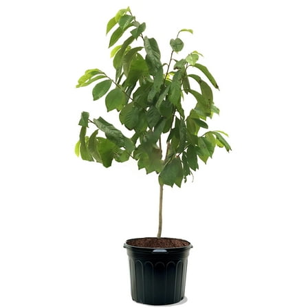 Expert Gardener 3-4 ft tall Paw Paw Live Tree in 7-Gallon Grower Pot