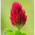 thumbnail image 3 of TomorrowSeeds - Crimson Clover Seeds - 3000+ Count - For 2026 Planting USA Garden Flower Italian, 3 of 11