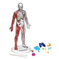 thumbnail image 2 of Ensemble Anatomie humaine Discovery, 2 of 6