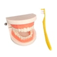 thumbnail image 1 of Tholdsy Model Brushing Tooth Education Teaching Toy Aids for Kids Children Juguetes, 1 of 1