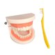 thumbnail image 1 of Tholdsy Teeth Model Brushing Tooth Education Teaching Toy Aids for Kids Children Juguetes, 1 of 1
