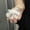 C-YHQ59-Momonga, variant on Jhikwas Sakura Daifuku Cute Plush Pendant Usagi Hachiware Momonga Rakko Creative Doll Plush Doll Toy Friend Gift