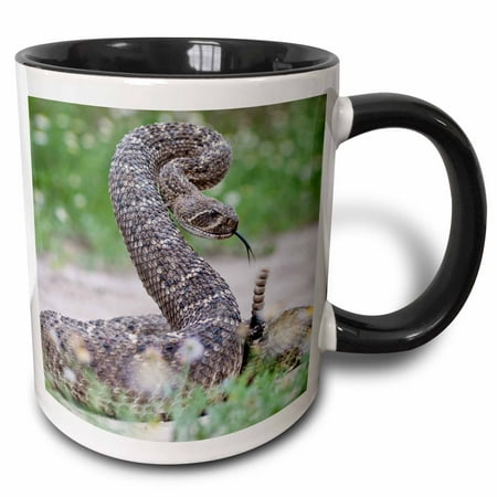 3drose, Western Diamondback Rattlesnake Coiled to Strike - Us44 Ldi0560 - Larry Ditto, 11oz Two-tone Black Mug