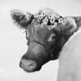 thumbnail image 3 of Deiter, Lori 15x15 Black Modern Framed Museum Art Print Titled - Brown Cow with Flowers, 3 of 5
