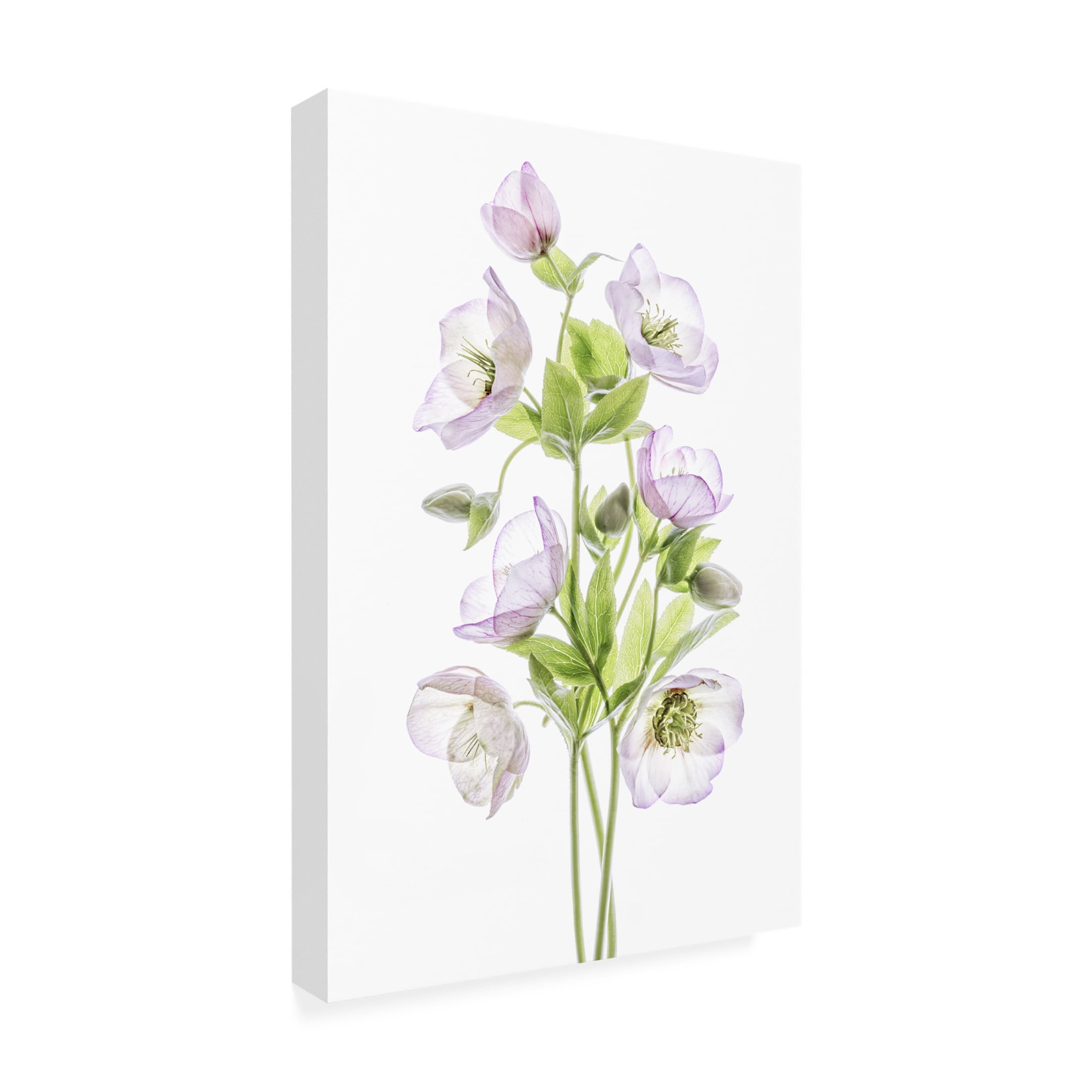 Canvas Wall Art - Mandy Disher 'Hellebore' Wall Art for Living Room, Bedroom, or Office Décor by Trademark Fine Art - 30 x 47 Inches