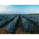 thumbnail image 3 of Tequila Maestro Dobel Diamante Rep c/Estuche 700 ml, 3 of 3