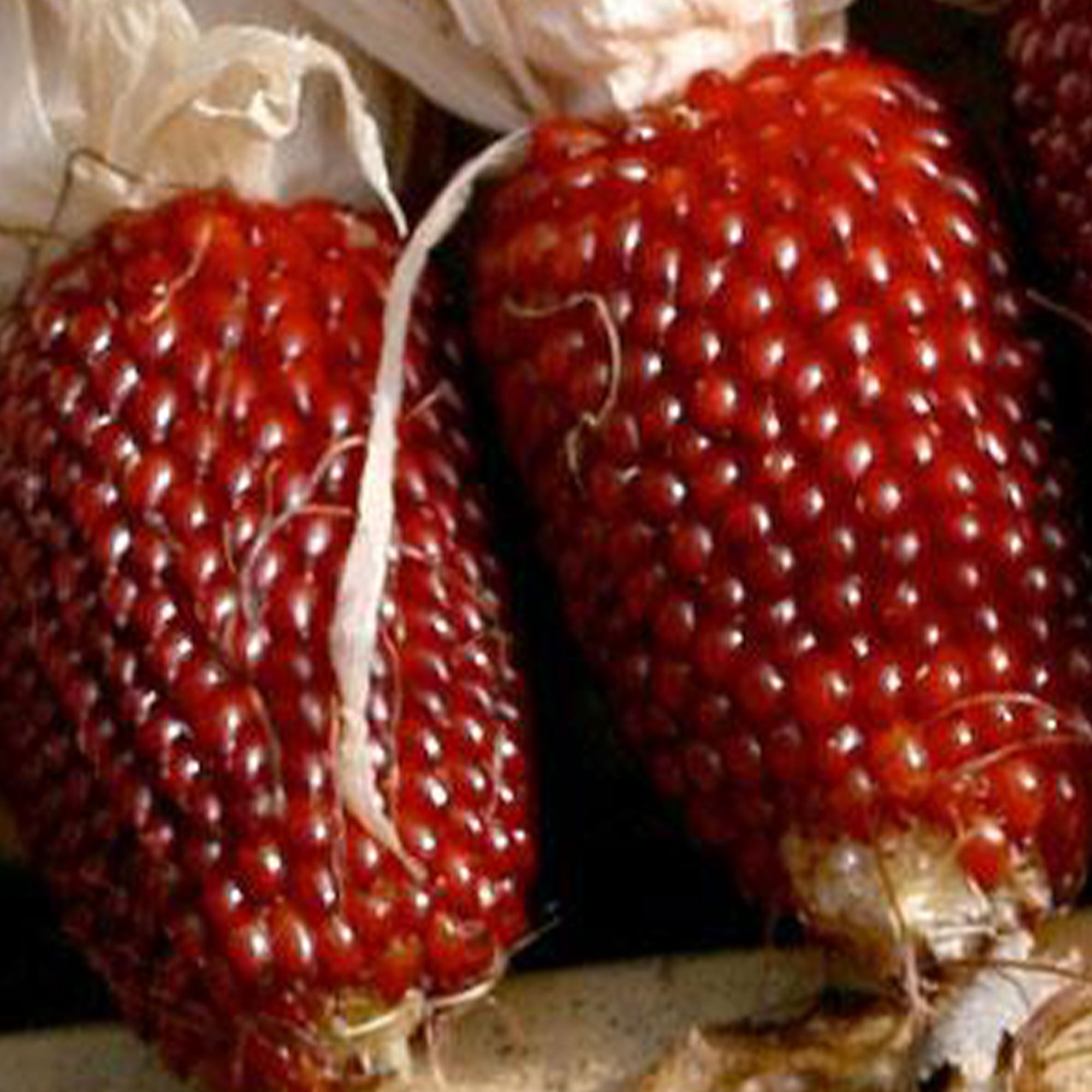 STRAWBERRY CORN 20 SEEDS RARE HEIRLOOM NON-GMO RED SWEET POPCORN TASTY USA 