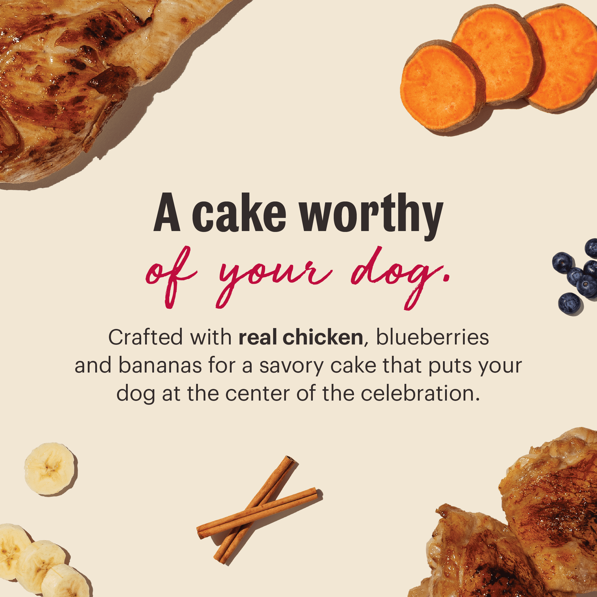 The Honest Kitchen Human Grade Birthday Cake Mix for Dogs, Chicken & Blueberry, Bake-at-Home Dog Celebration Cake, Real Ingredients, 7.5 oz