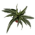 thumbnail image 2 of Kanzi Dragon Tree - Dracaena - 4" Pot, 2 of 2