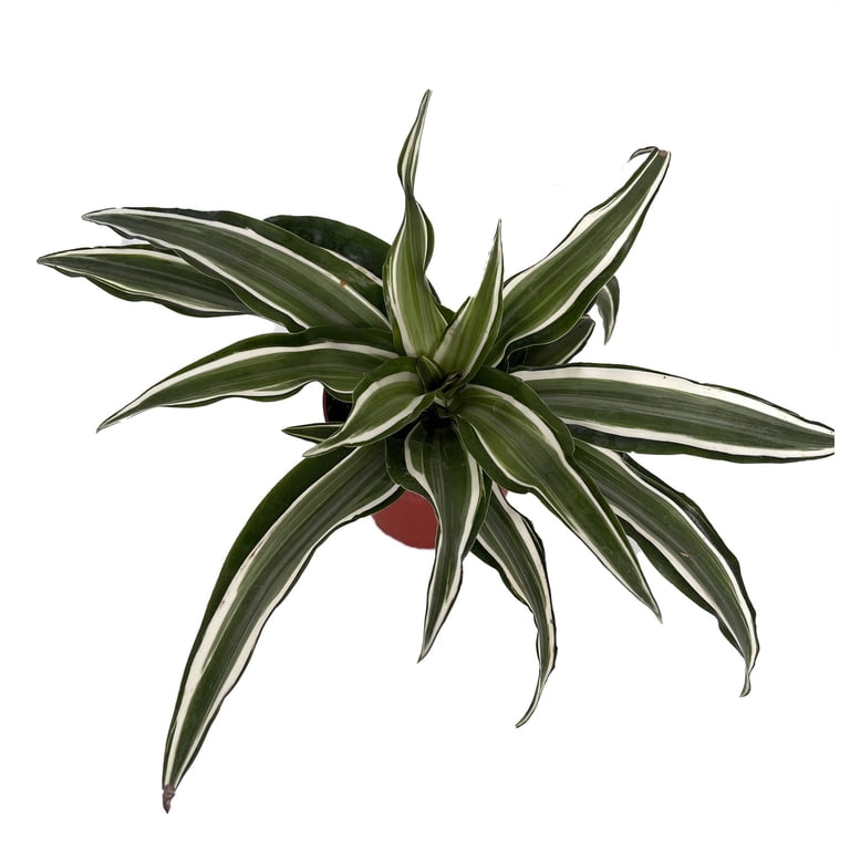 Kanzi Dragon Tree - Dracaena - 4" Pot