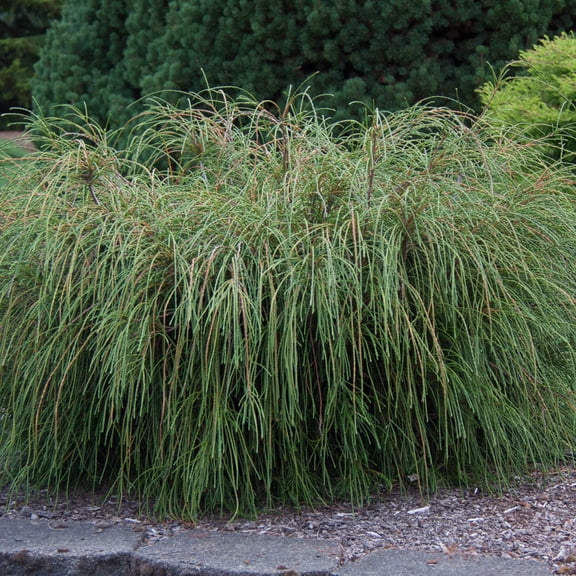 Whipcord Western Red Cedar Evergreen Shrub, grown in a 2.25 Gallon Pot (1-Pack)