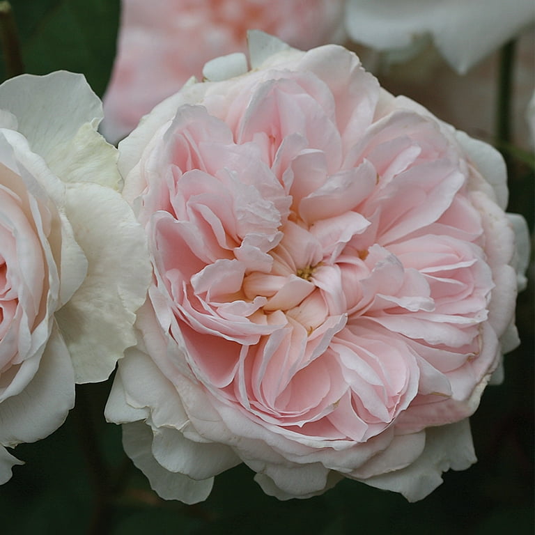 Heirloom Roses - Tranquility™ Shrub Rose Bush - Fragrant Roses