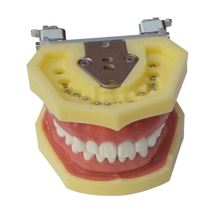 INTSUPERMAI Teeth Model for Education Model Teach Model Lab Supply Study Nurse Training Display price history on PriceWatchPro