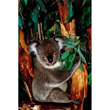 Posterazzi PDDAU01CMI0014 Koala on Eucalyptus Featherdale Wildlife Park Sydney Australia Poster Print by Cindy Miller (Best Wildlife Park Sydney)