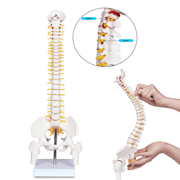 Vibeat 17.72" Human Spine Anatomy Model with Pelvis, Vertebral Column Skeleton Model with Nerves, Herniated Disc & Metal Stand for Medical Education