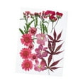 thumbnail image 4 of KLKCMS Dried Pressed Flowers Craft Making Beautiful Real Dried Flowers for Scrapbooking Maple, 4 of 9