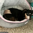 thumbnail image 6 of Barkertime Biscotti Beige Dog Diaper Pull-up, 6 of 8