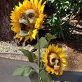 thumbnail image 3 of JOYCHOICE Gothic Sunflower Hallowen PVC Skull Fun Decoration, 3 of 8