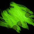 thumbnail image 3 of Octopus Soft Bait 10x Señuelos de pesca biónicos 6cm Artificial (Luminoso) Blanco Barbie Nuevos Originales, 3 of 8