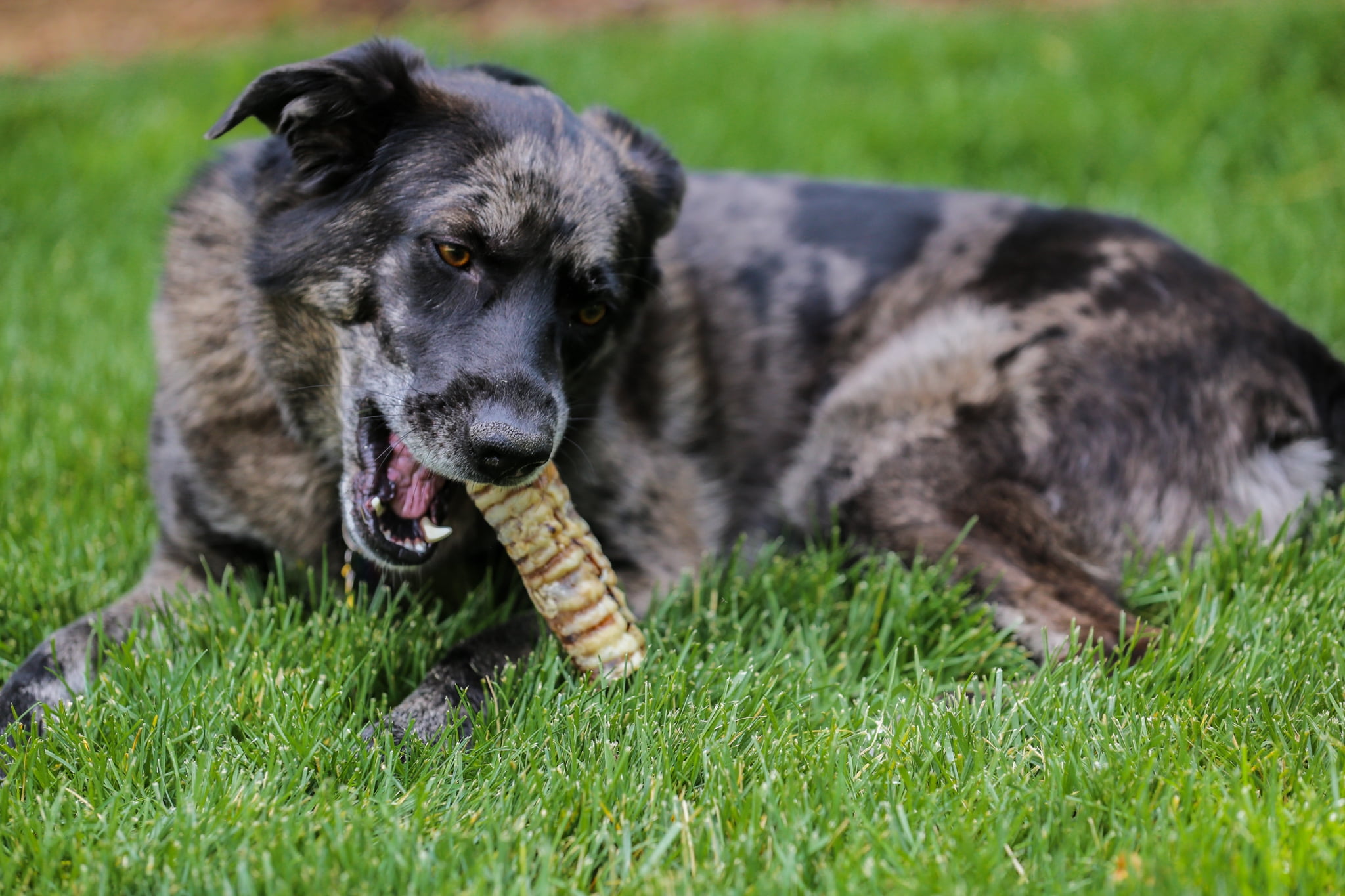Beef Trachea 12 Dog Treats, 10 Count