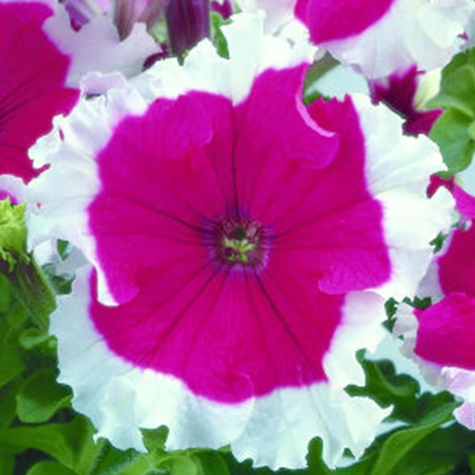 Petunias  Pretty Pastel Pink with Cherry Center Annual Flower 100 Seeds 