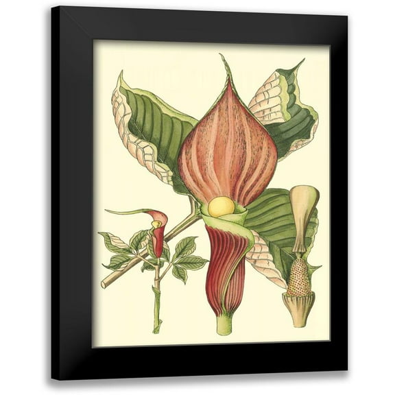 Unknown 12x14 Black Modern Framed Museum Art Print Titled - Botanical Fantasy I