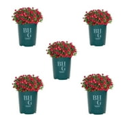 Better Homes & Gardens 1QT Jewel Desert Delosperma Perennial Full Sun Live Plants (5 -Pack) with Grower Pots