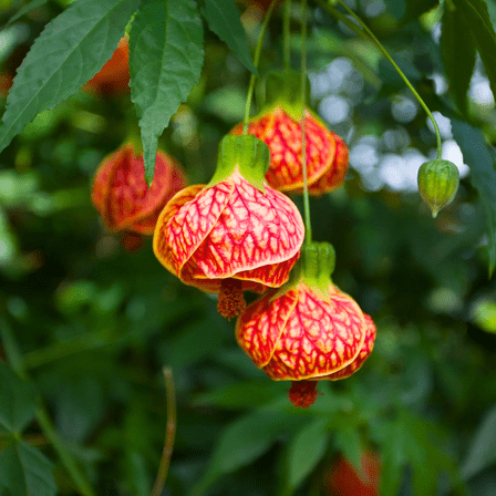 Orange Abutilon Plant Live, Abutilon Lantern Bell Shaped Flowers Vine 4-8'' Tall