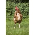 thumbnail image 2 of Posterazzi DPI1843869LARGE Rooster Poster Print, Large - 24 x 36, 2 of 4