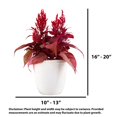thumbnail image 4 of Dragon's Breath 18" Red Celosia Live Plants in 8.5" Decorative Pot Full Sun, 4 of 7