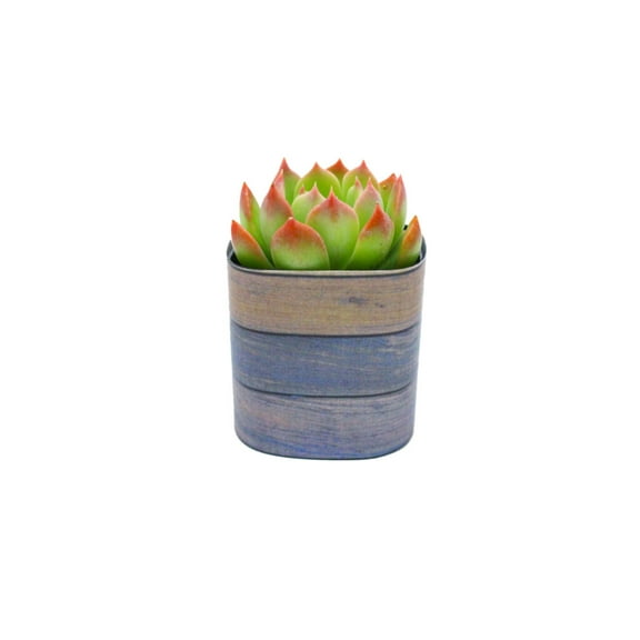 Plants Of Joy Wood Grain Shiplap Print Succulent Wraps for Weddings, Baby Shower, and Party Favors. 25 Count Pack.