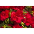 thumbnail image 3 of Encore Azalea Autumn Bonfire Live Shrub - 2 Gallon, 3 of 6