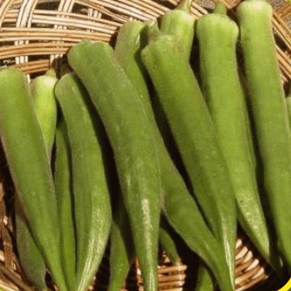 Everwilde Farms 1 Lb Emerald Okra Seeds Gold Vault Bulk Seed Packet