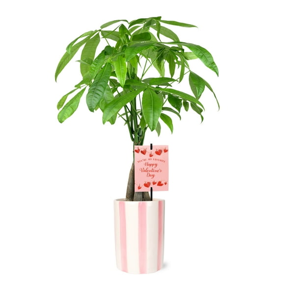 5IN Money Tree (Valentines Edition) – Pink Hollywood – “Favorite Valentine”