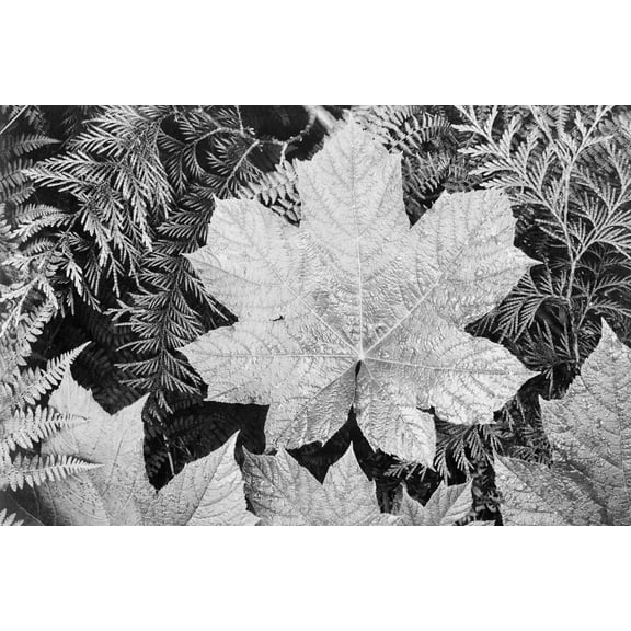 24x36 gallery poster, Ansel Adams, Close-up of leaves In Glacier National Park (1942)