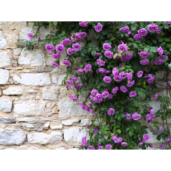 Seedville 5 Purple Climbing Rose Flower Seeds, Fragrant Rosa Bush Vine for Butterfly Gardens