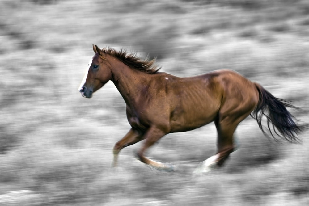 Running Horse Canva
