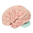 thumbnail image 4 of Modelo De Cerebro ANGGREK Modelo De Anatomía Cerebral Profesional Extraíble, 4 of 8