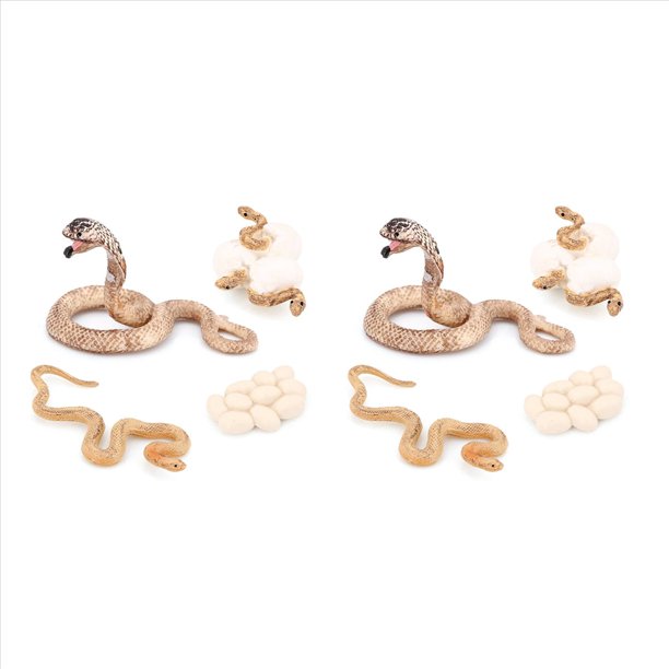 8X Modelo BiolóGico del de Crecimiento de Animal Realista Juguetes Modelo BiolóGico de Crecimiento de la Serpiente de Crecimiento de la Cobra