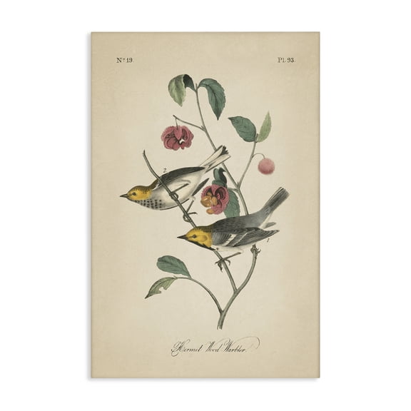 Stupell Industries Victorian Vintage Warbler & Plants Canvas Art, 16 x 24, by Wild Apple Portfolio