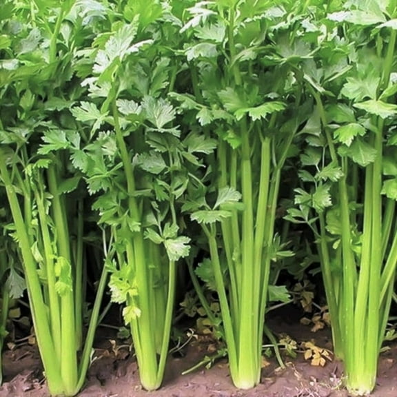 TomorrowSeeds - Chinese Celery (Leaf Celery) Seeds - 1500 Count - For 2026 Planting Apium