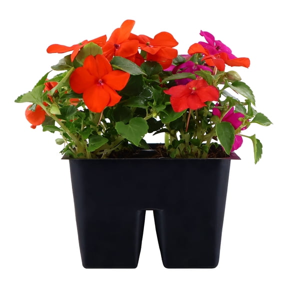 Expert Gardener 6" Multicolor Impatiens Live Plants in 3" Grower Pot Partial Sun 4 Pack