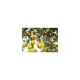 thumbnail image 3 of Loción corporal Weleda Refreshing Citrus 200 ml (paquete de 2), 3 of 6