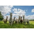 thumbnail image 3 of Van Den, Gert 24x17 Black Modern Framed Museum Art Print Titled - Send In The Alpacas!, 3 of 5