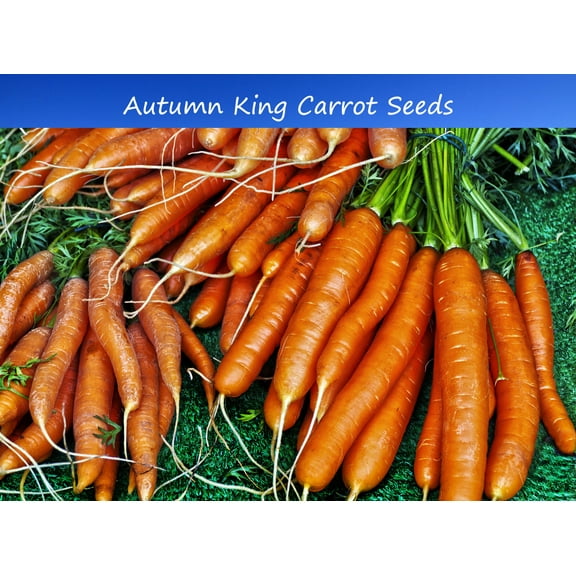 Vegetable Seeds-Autumn King Carrot - 500 Seeds- All Natural- Heirloom Vegetable- Seed Pack