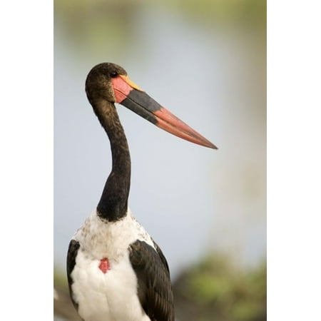 - Close-up of a Saddle Billed stork (Ephippiorhynchus Senegalensis) bird Tarangire National Park Tanzania Poster Print by Panoramic Images (16 x 24)