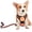 Orange, variant on Mr. Peanut's PetTrek Harness With Matching Leash