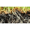 thumbnail image 2 of Mycorrhizal Fungi with Beneficial Bacteria soluble Root Zoon 4 oz, 2 of 5