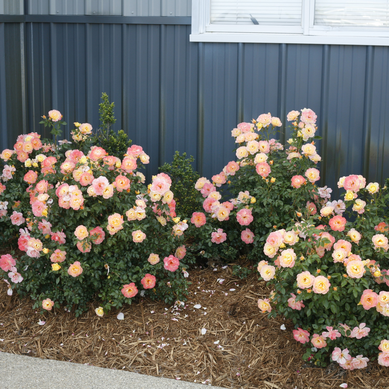 Proven Winners ColorChoice 5" Multicolor Oso Easy Italian Ice Rose Live Plant in 4.5" Pot (4 Count)