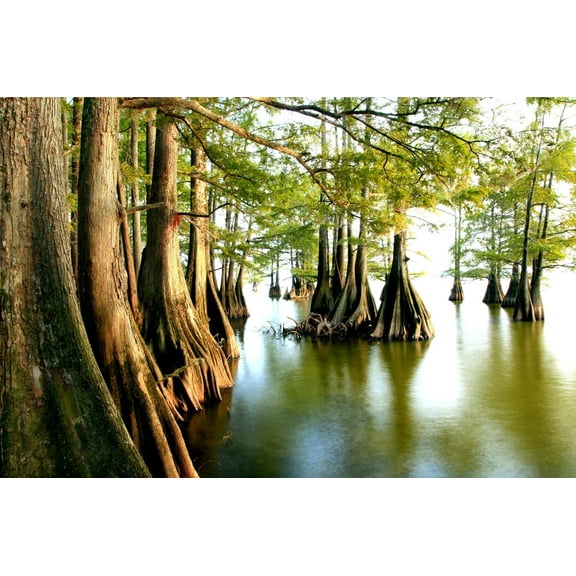 CZ Grain 10 Swamp Cypress Seeds, Taxodium distichum VAR Imbricarium